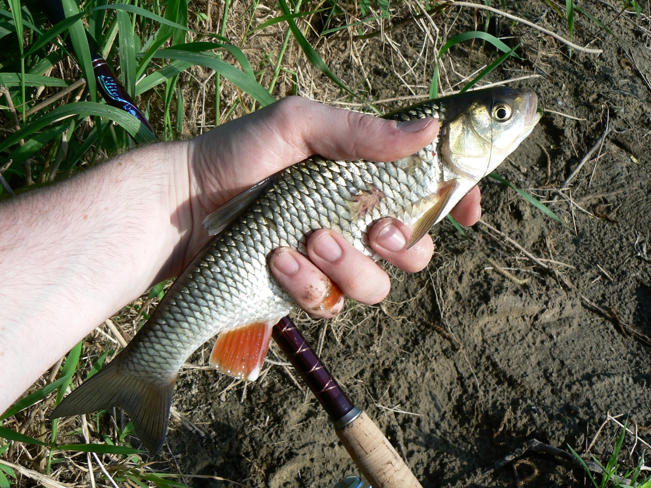 kleń