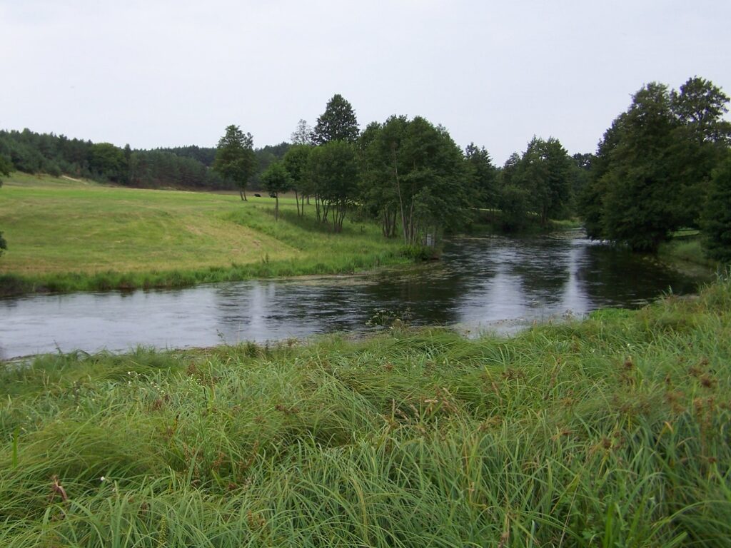 Żabka Mannsa